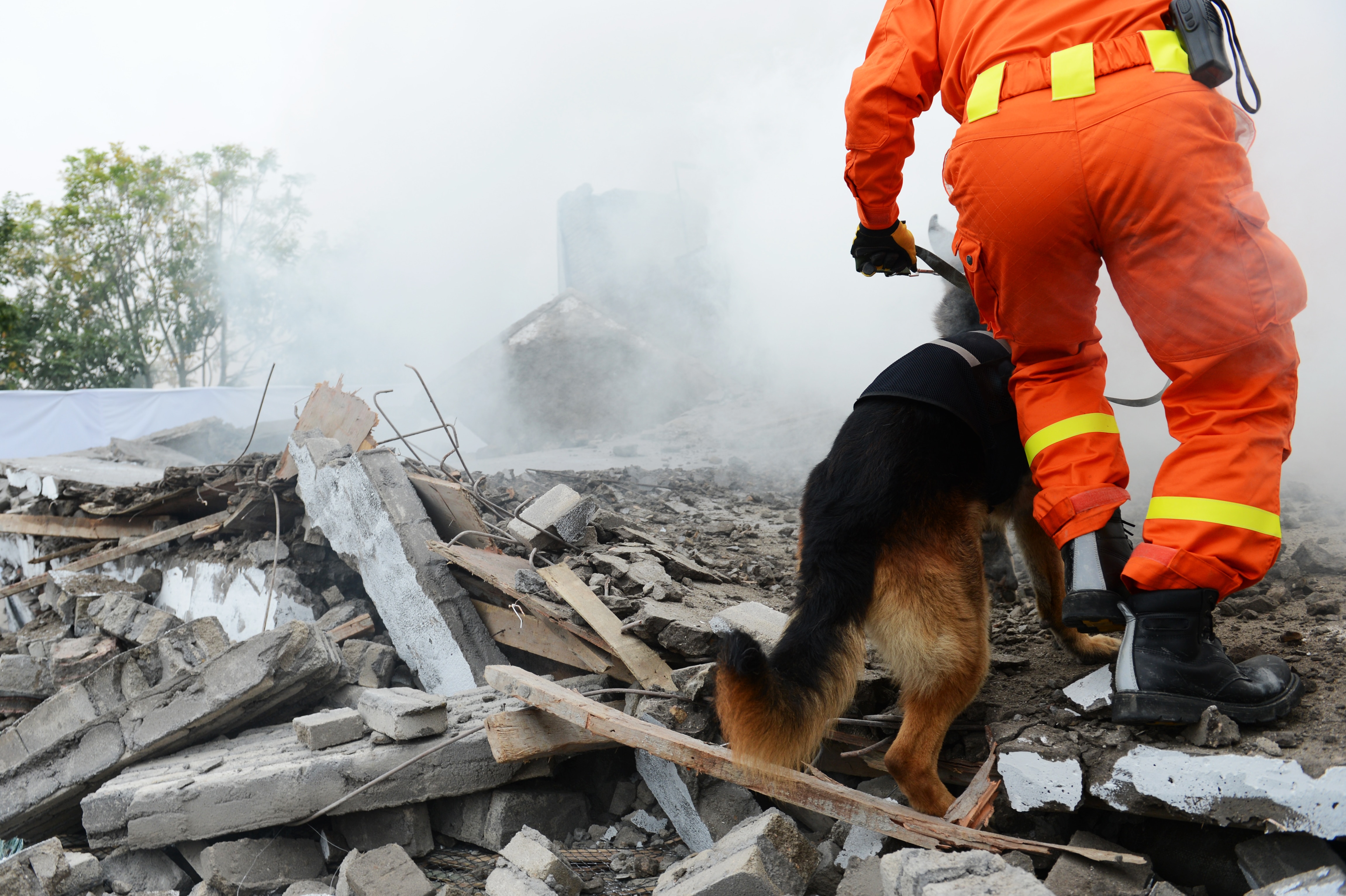 Rescue person and dog walking over rubble