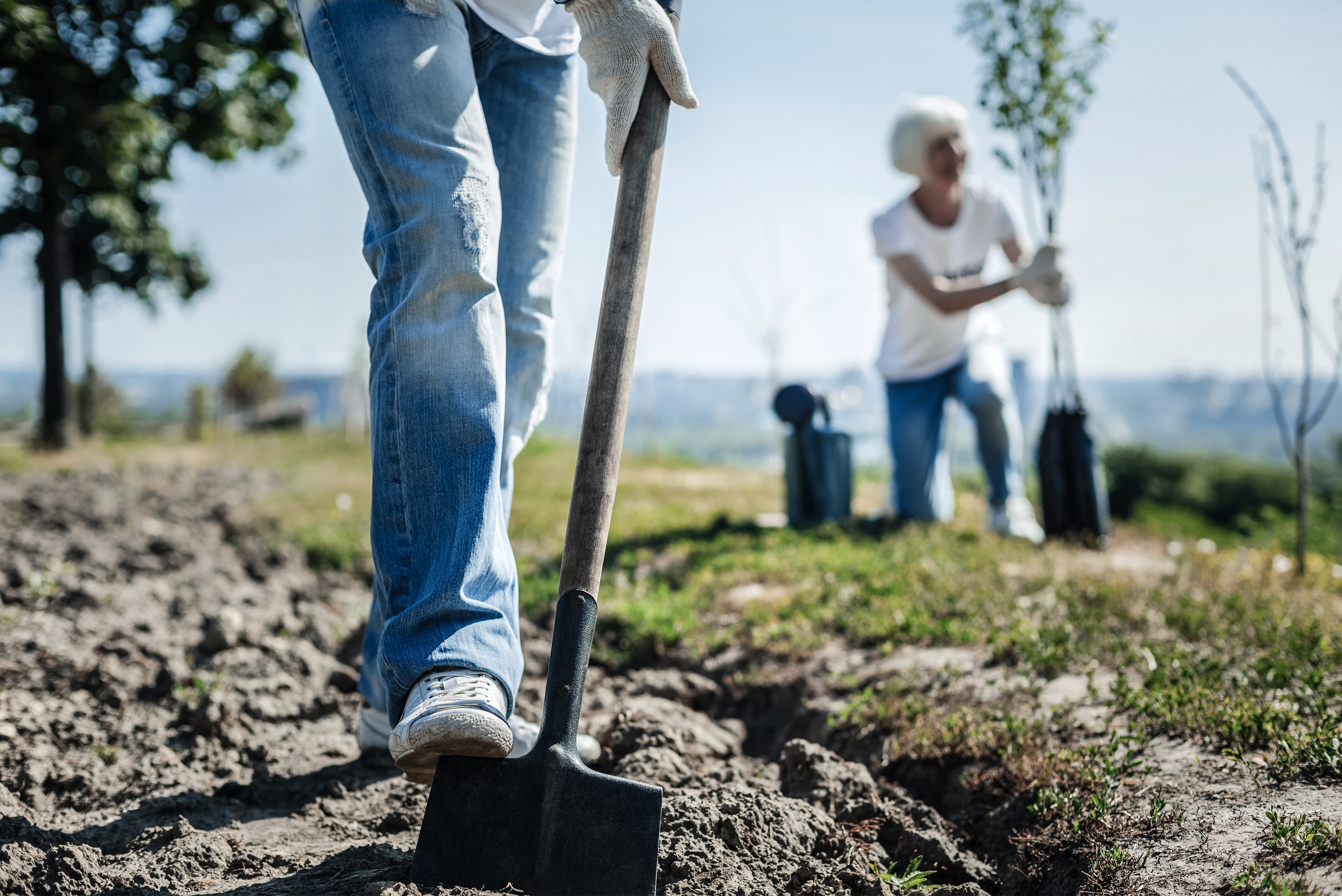 Photo of people using shovels to dig holes and plant trees