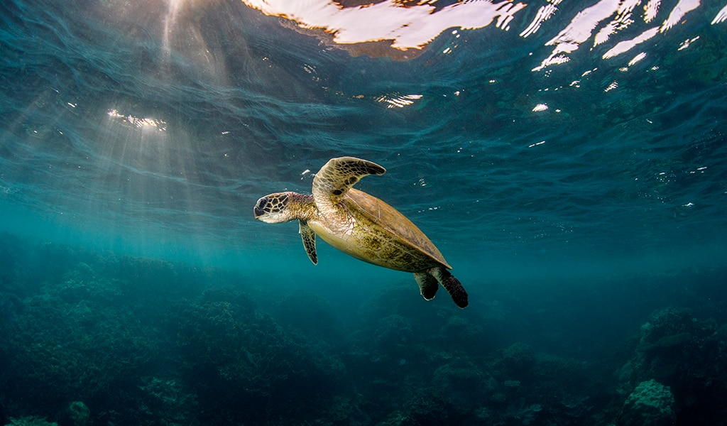 Sea turtle swiming in clear blue water